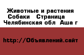 Животные и растения Собаки - Страница 3 . Челябинская обл.,Аша г.